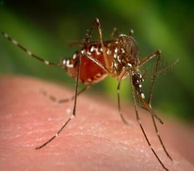mosquito.jpg