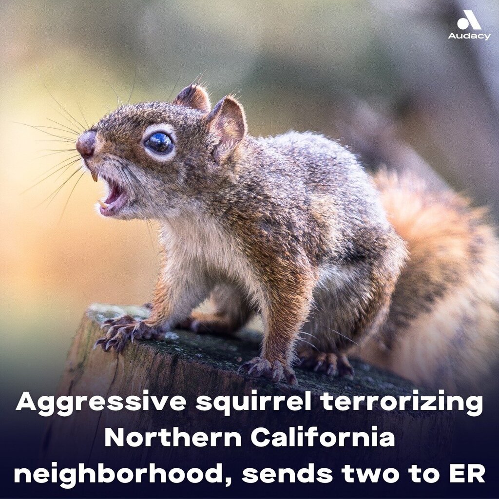 squir.jpg